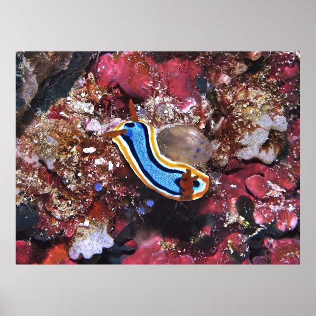 Poster Fazendo a ligação do Nudibranch (Frente)