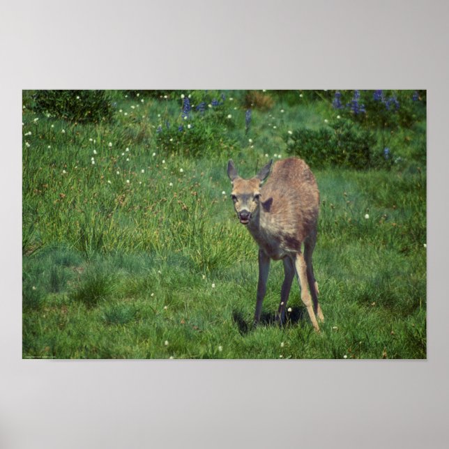 Pôster Fazer (Frente)