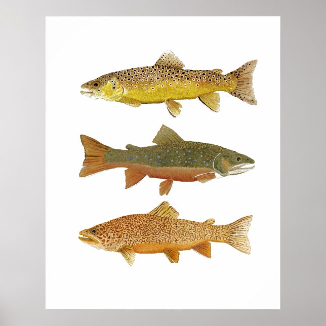 Poster Fazer a Tiger (Frente)