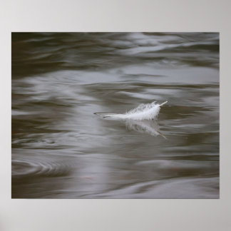 Poster feather on the water