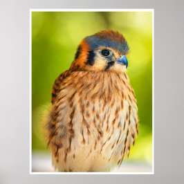 Poster Feathered Ember: The Watchful Kestrel