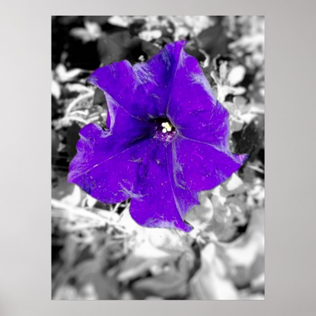 Poster Febre púrpura (Frente)