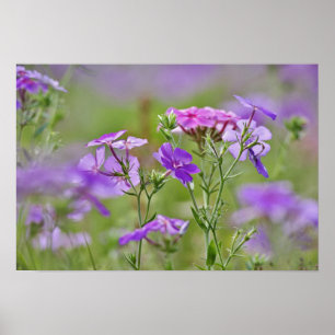 Poster Fechamento de Drummond Phlox, Phlox drummondi, 2
