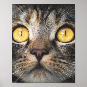 Poster Fechamento de Gato com Olhos Amarelos
