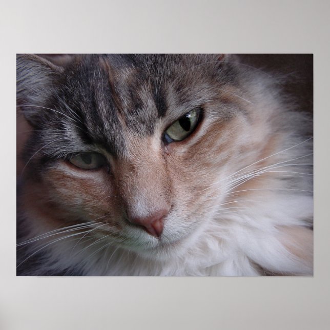 Pôster Fechamento de Lulu (Frente)