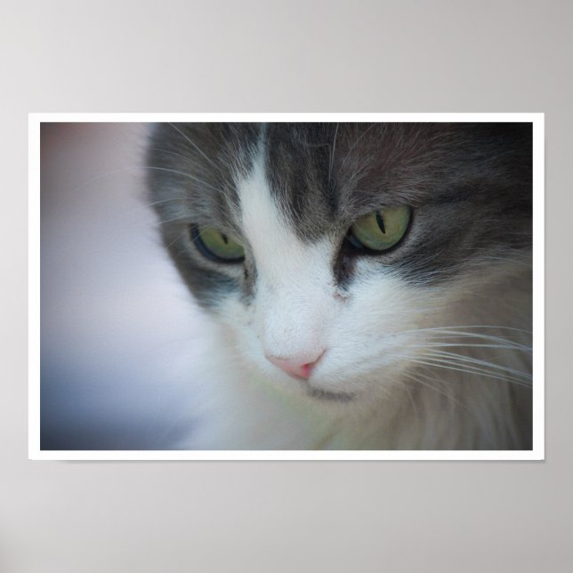 Pôster Fechamento de Tabby e White Cat (Frente)