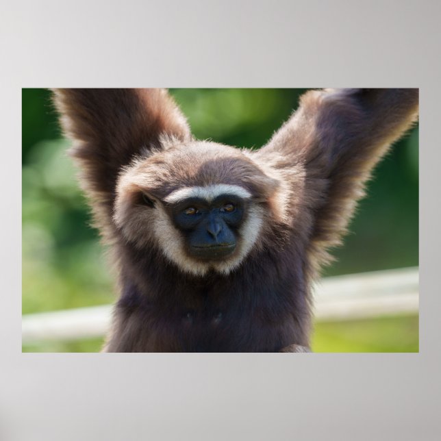 Poster Fechamento de um Gibbon Manipulador (Frente)