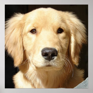 Pôster Fechamento do ouro Retriever