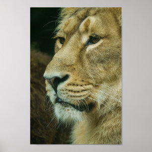 Poster Fechamento do perfil do leão