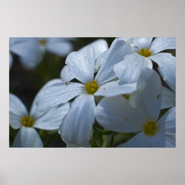 Poster Fechamento do Phlox (Frente)