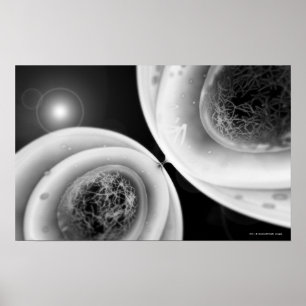 Pôster Fechar a visão da divisão de células