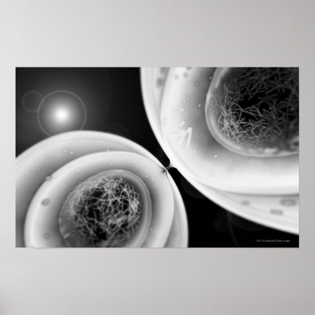 Pôster Fechar a visão da divisão de células (Frente)