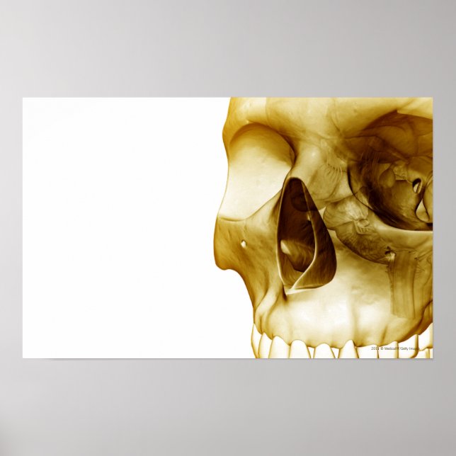 Poster Fechar a vista frontal do cérebro dentro a crânio (Frente)