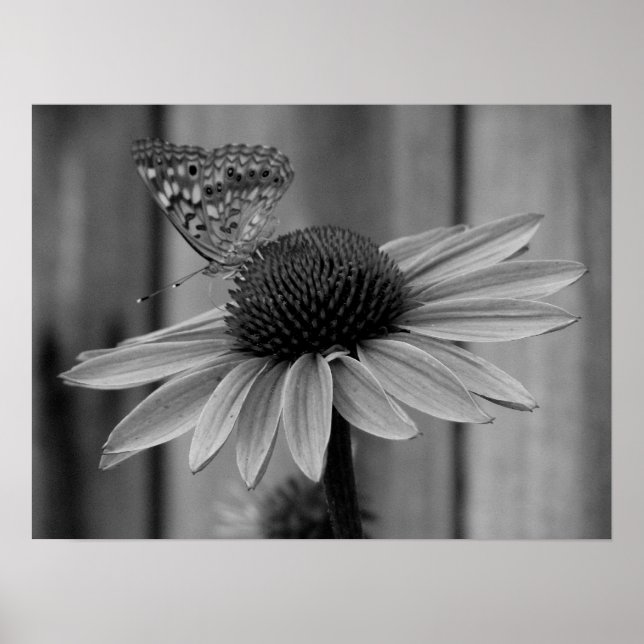 Poster Fechar borboleta (Frente)