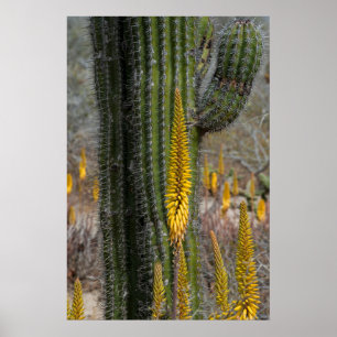 Poster Fechar Cactus E Agave