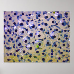 Poster Fechar Ovos De Rã Em Breve Para Serem Estacas