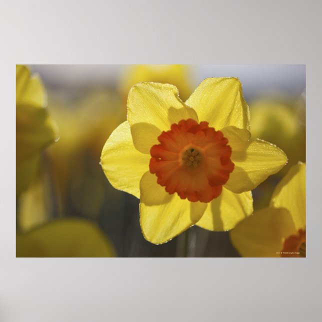 Poster Fechar um Daffodil Amarelo/Laranja (Frente)