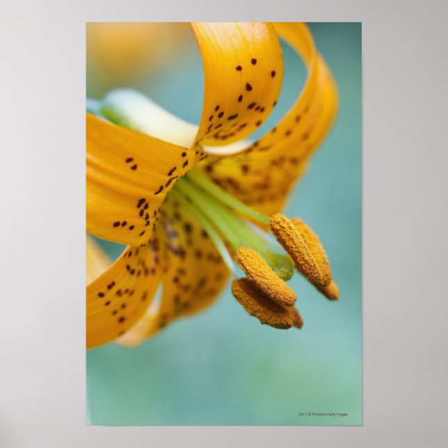 Pôster Fechar uma Lily Amarela (Frente)