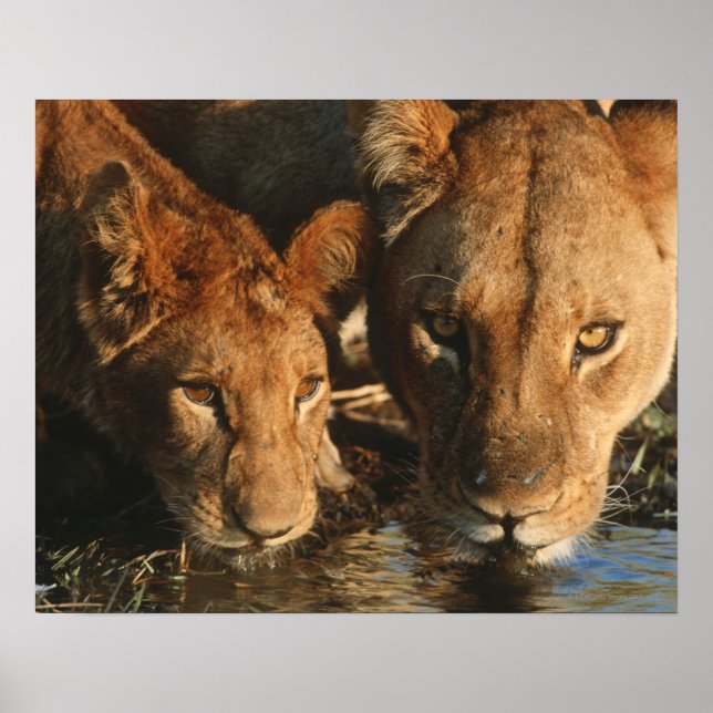 Pôster Feche a Lioness (Panthera leo) e o filhote (Frente)