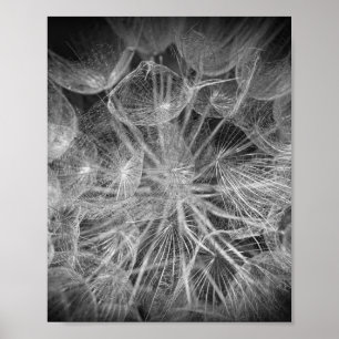 Poster Feche a Natureza do Puffball Macro Dandelion