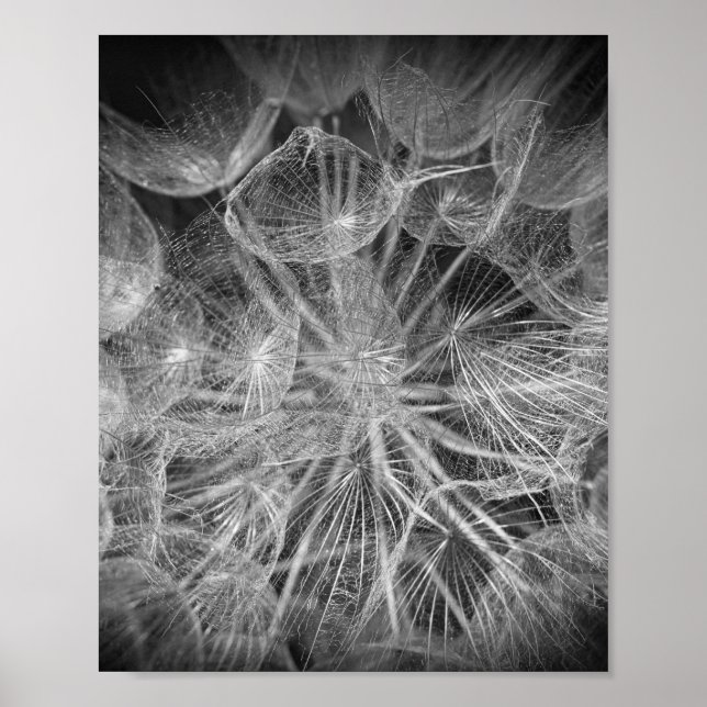 Poster Feche a Natureza do Puffball Macro Dandelion (Frente)