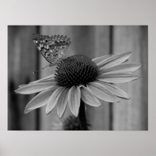 Poster Feche acima da borboleta