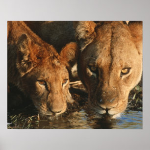 Pôster Feche acima da leoa (Panthera leo) e do filhote