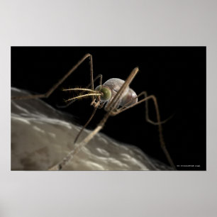 Poster Feche acima da mordedura do mosquito 3d