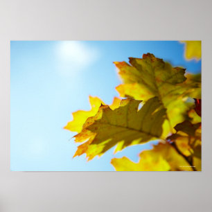 Poster Feche acima das folhas amarelas da queda