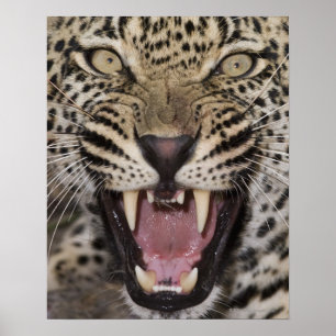 Poster Feche acima do leopardo que rosna