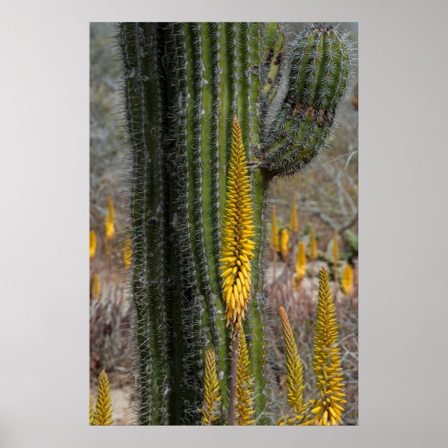 Poster Feche Cactus E Agave (Frente)