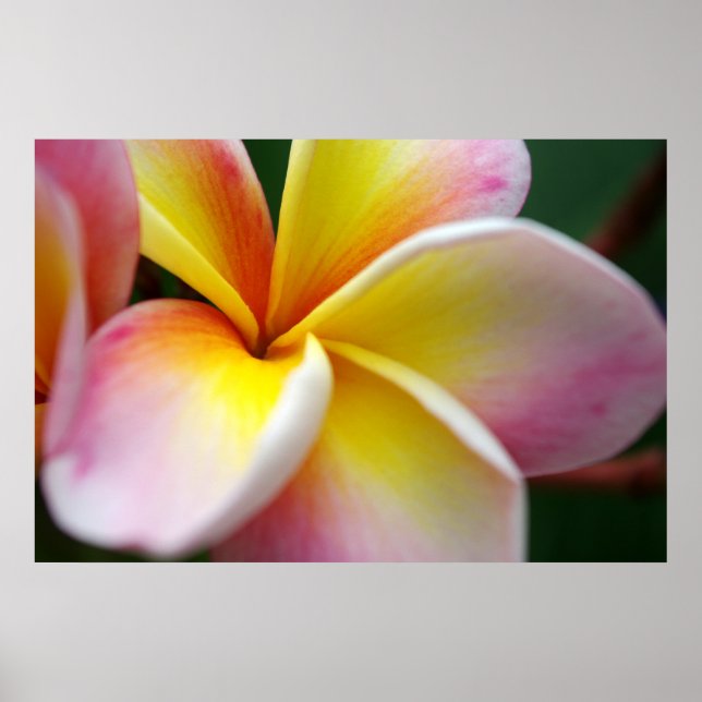 Poster Feche Frangipani (Frente)