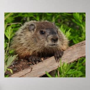 Poster Feche o Groundhog Bastante Bonito