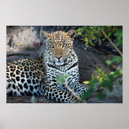 Poster Feche o retrato do leopardo sentado