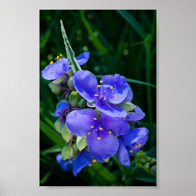 Poster Fecho da aranha em sangue de Cheio (Frente)