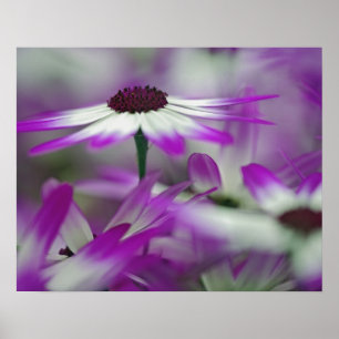 Poster Fecho da flor roxa, Jardim de Keukenhof,