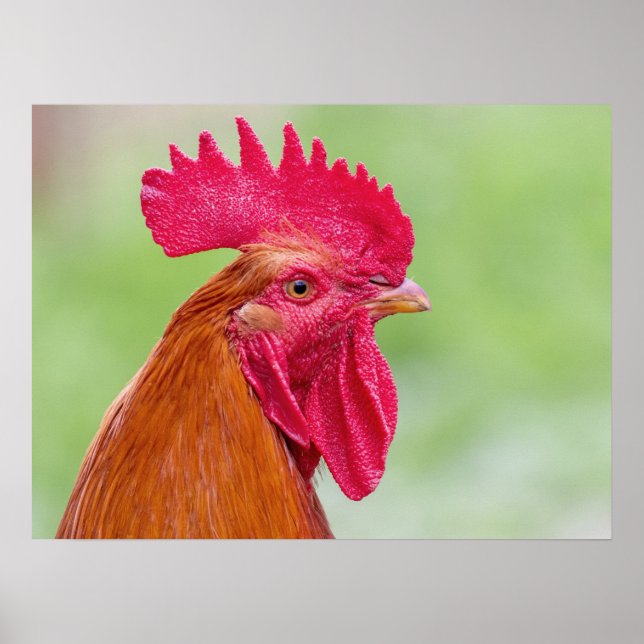 Poster Fecho da lista (Frente)