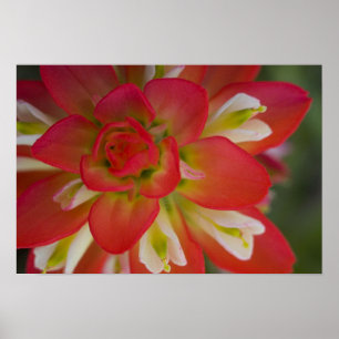 Pôster Fecho da Pincel de Pintura Indiana perto de Gay Hi