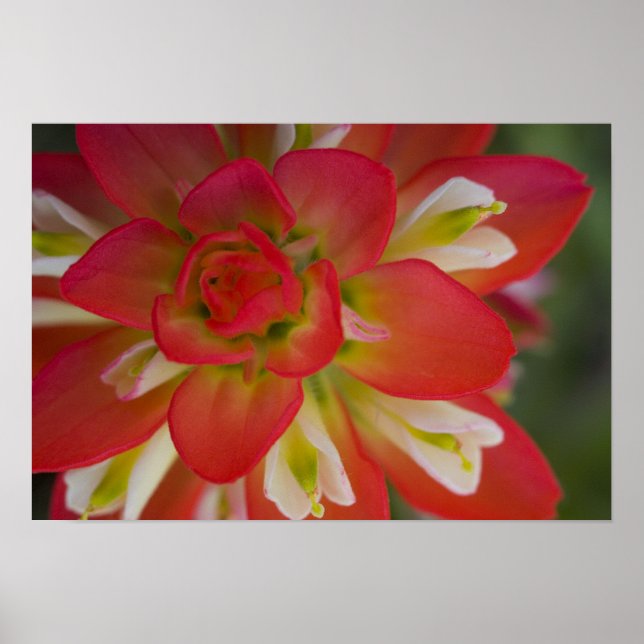 Pôster Fecho da Pinta Indiana em Bruxelas perto de Gay Hi (Frente)