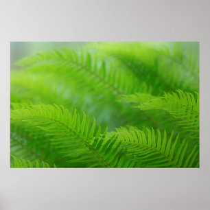 Pôster Fecho da sword fern