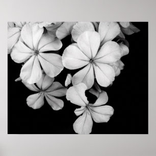 Poster Fecho de flores brancas e pretas