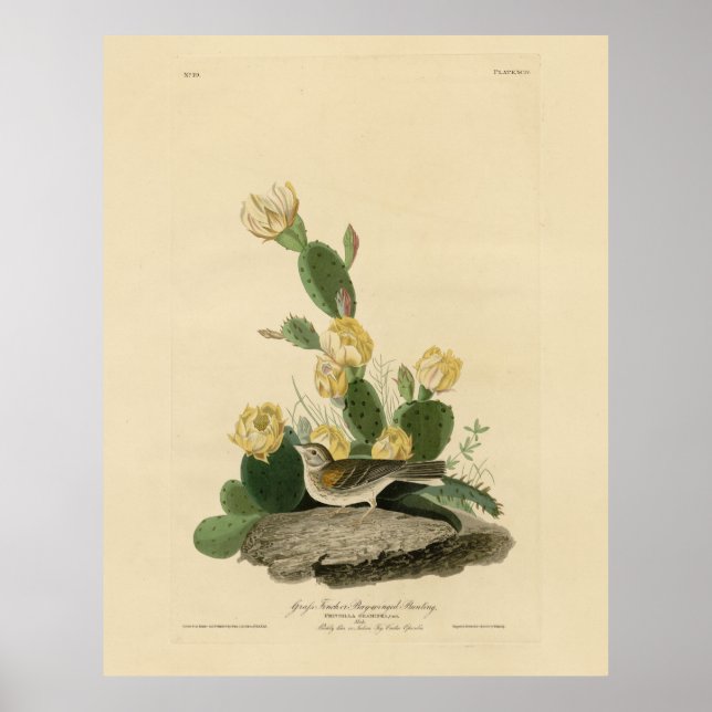 Poster Fecho de grama, Cotovelo de asa de baía ou Faísca  (Frente)