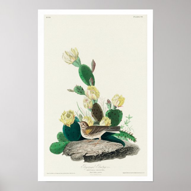 Poster Fecho de grama, ou Bunting Winged Bay por Audubon (Frente)