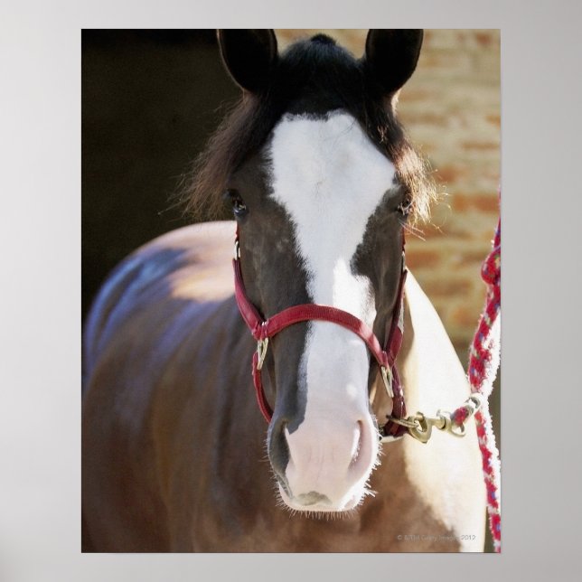 Pôster Fecho de um cavalo preso num estábulo (Frente)