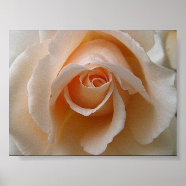 Pôster Fecho do rosa (Frente)