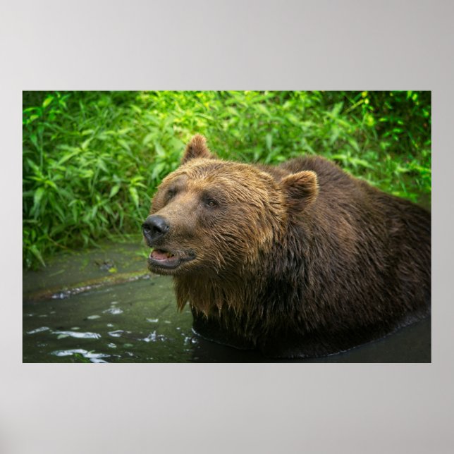 Poster Fecho do Urso Grizzly (Frente)