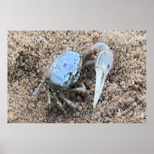 Pôster Fecho e sujo! ! Fiddler Crab