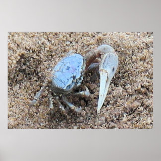 Pôster Fecho e sujo! ! Fiddler Crab