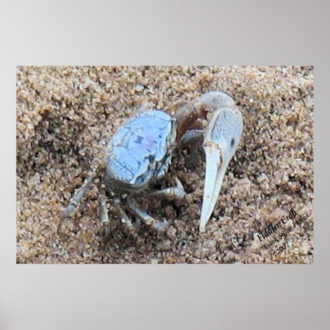 Pôster Fecho e sujo! ! Fiddler Crab (Frente)