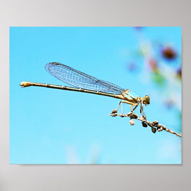 Poster Fecho legal de uma fotografia natureza Dragonfly (Frente)